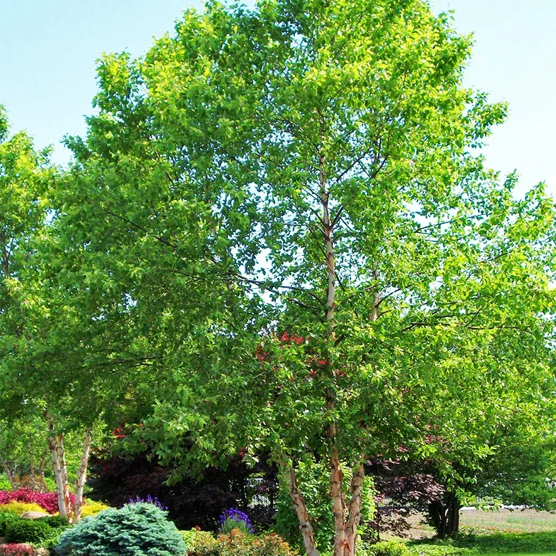 River Birch Tree