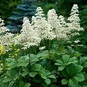 Rodgersia aesculifolia