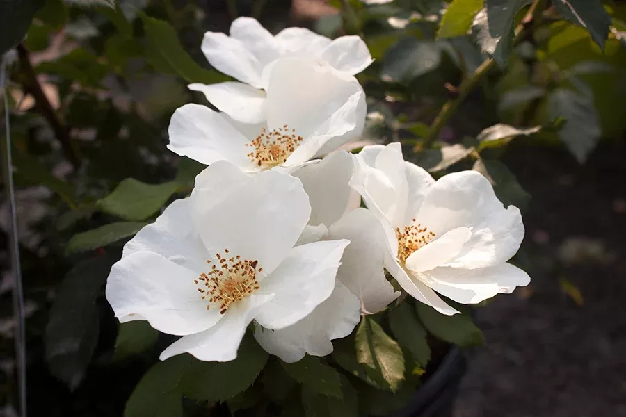 Rosa Sh Knock Out White #3