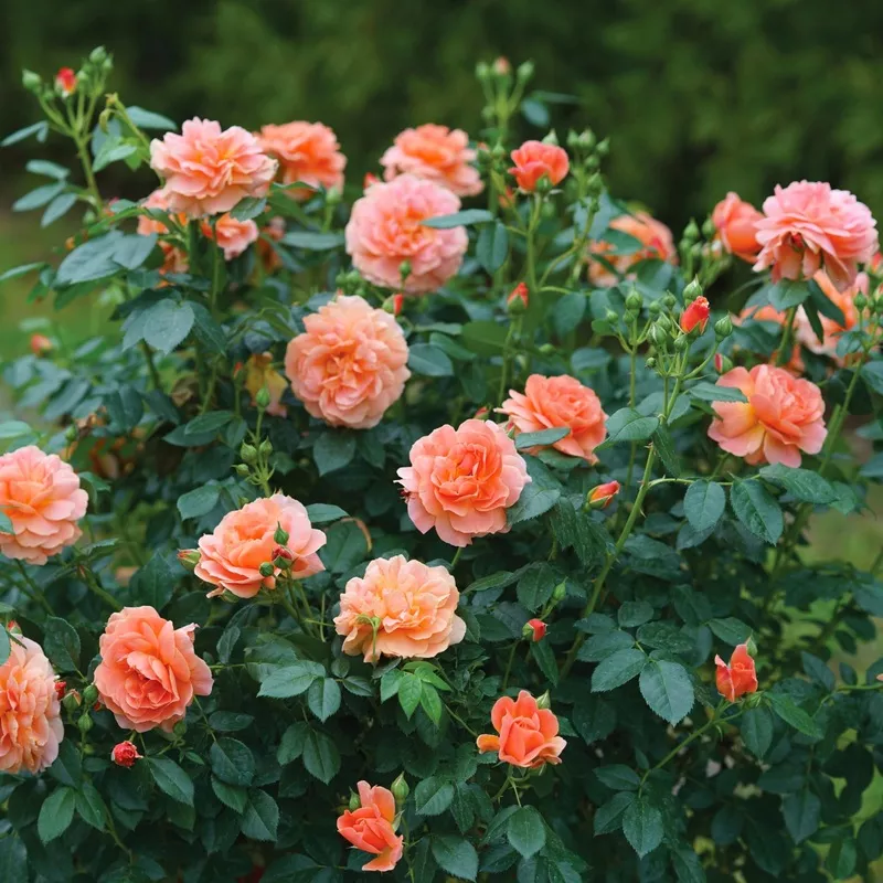 Rose - At Last 2 Pack (Landscape)