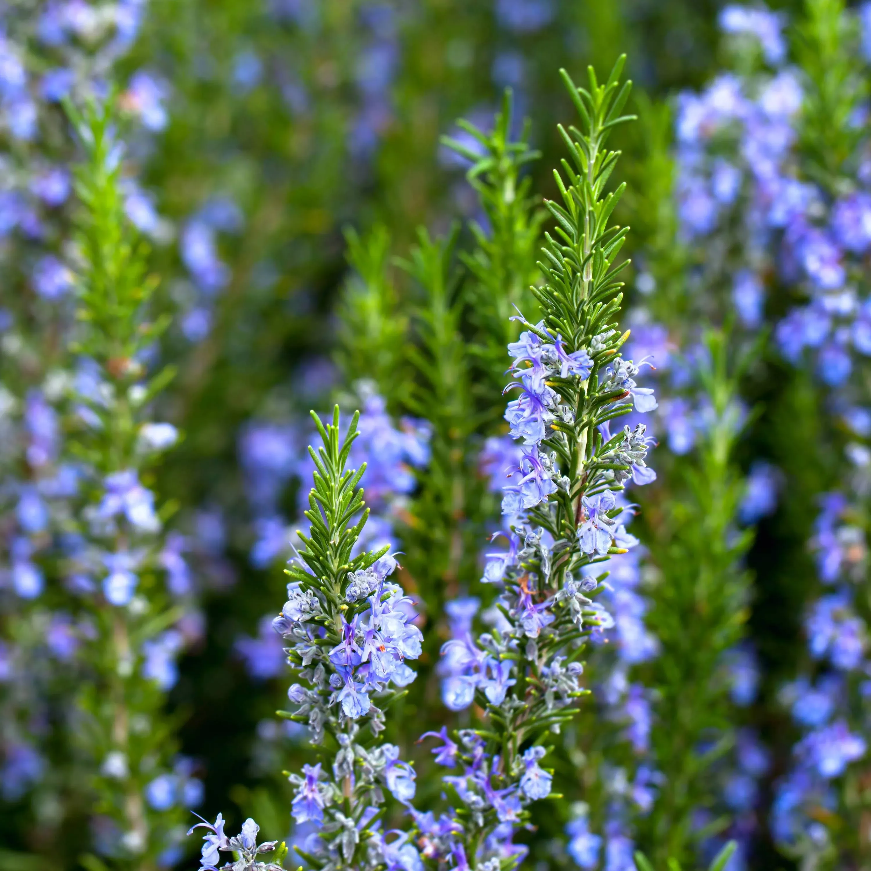 Rosemary Blue Potted Plant 2 Pack