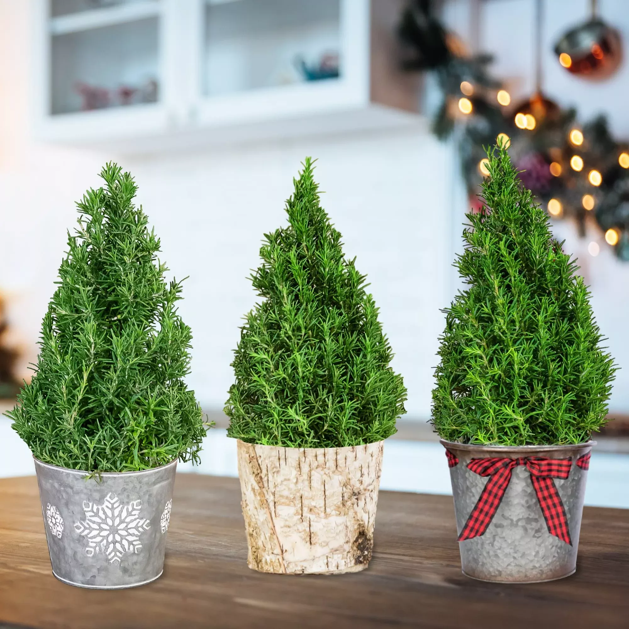Rosemary - Topiary Gift
