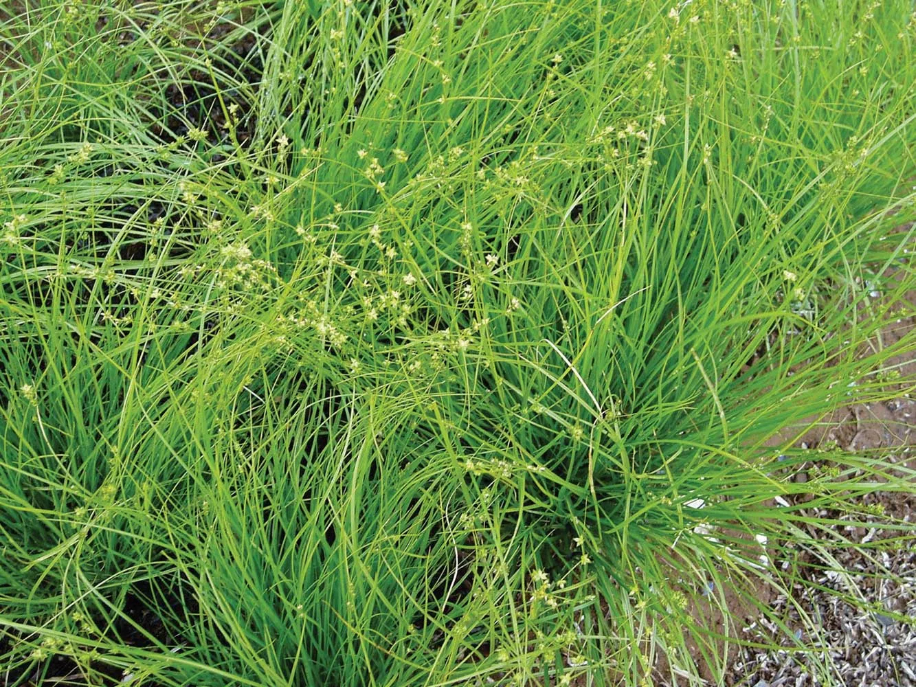 Rosy Sedge