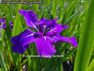 'Royal Cartwheel' Japanese Iris (Iris laevigata) aquatic iris for ponds