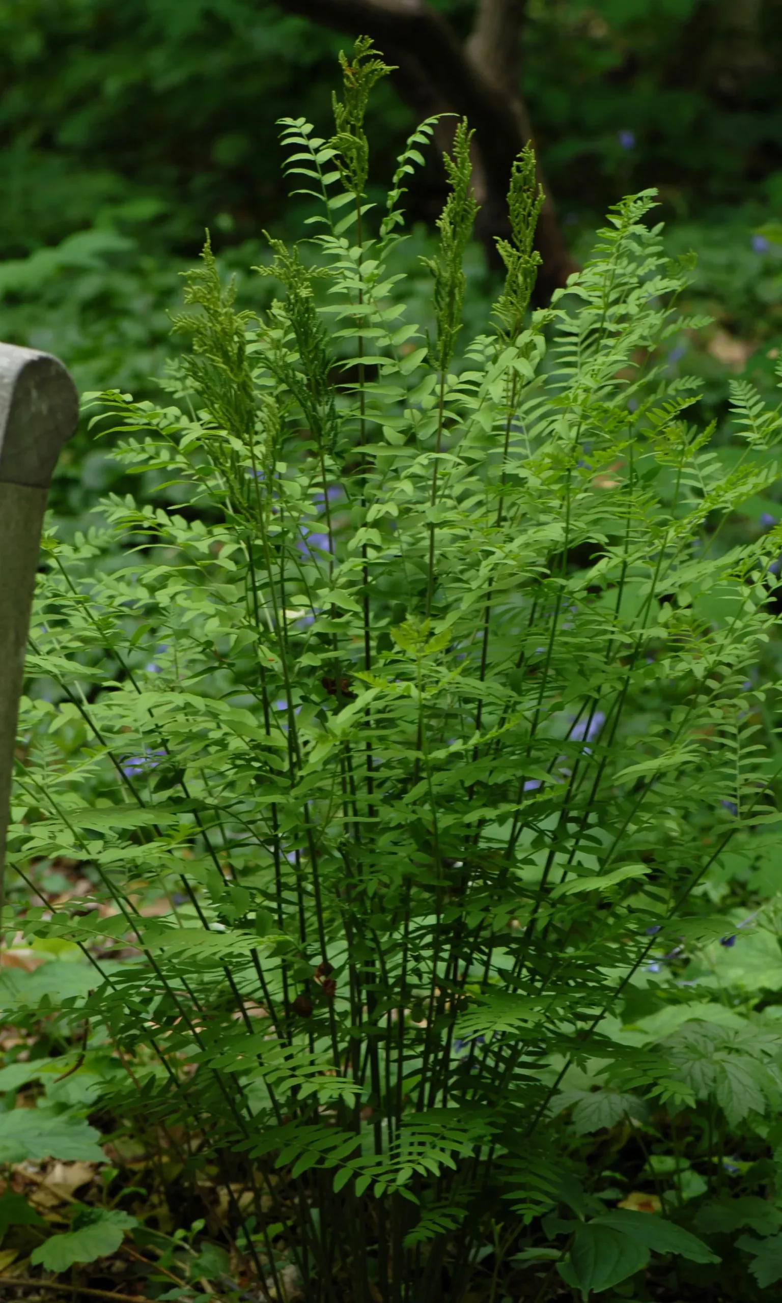 Royal Fern