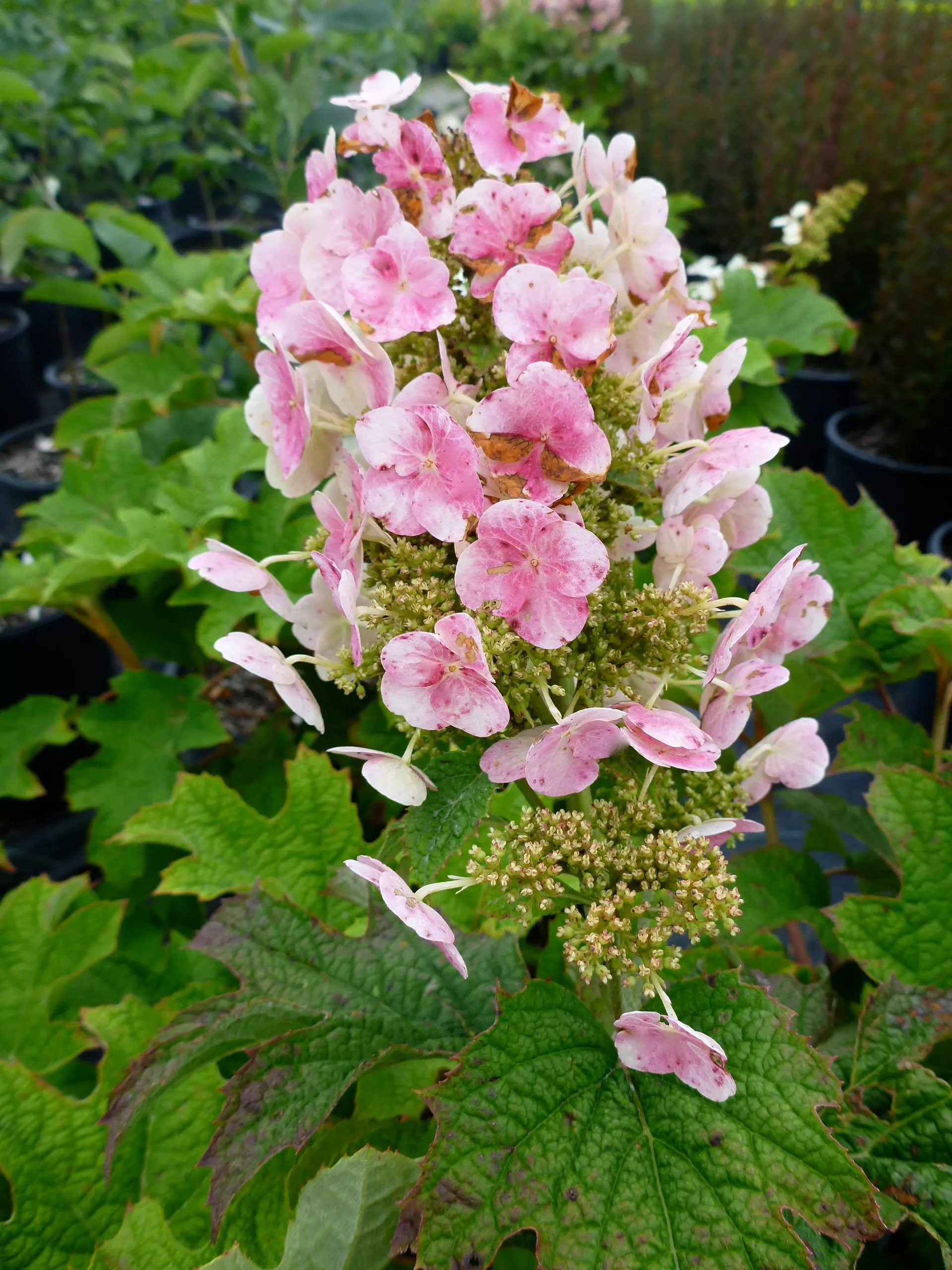 ‘Ruby Slippers’ Oakleaf Hydrangea