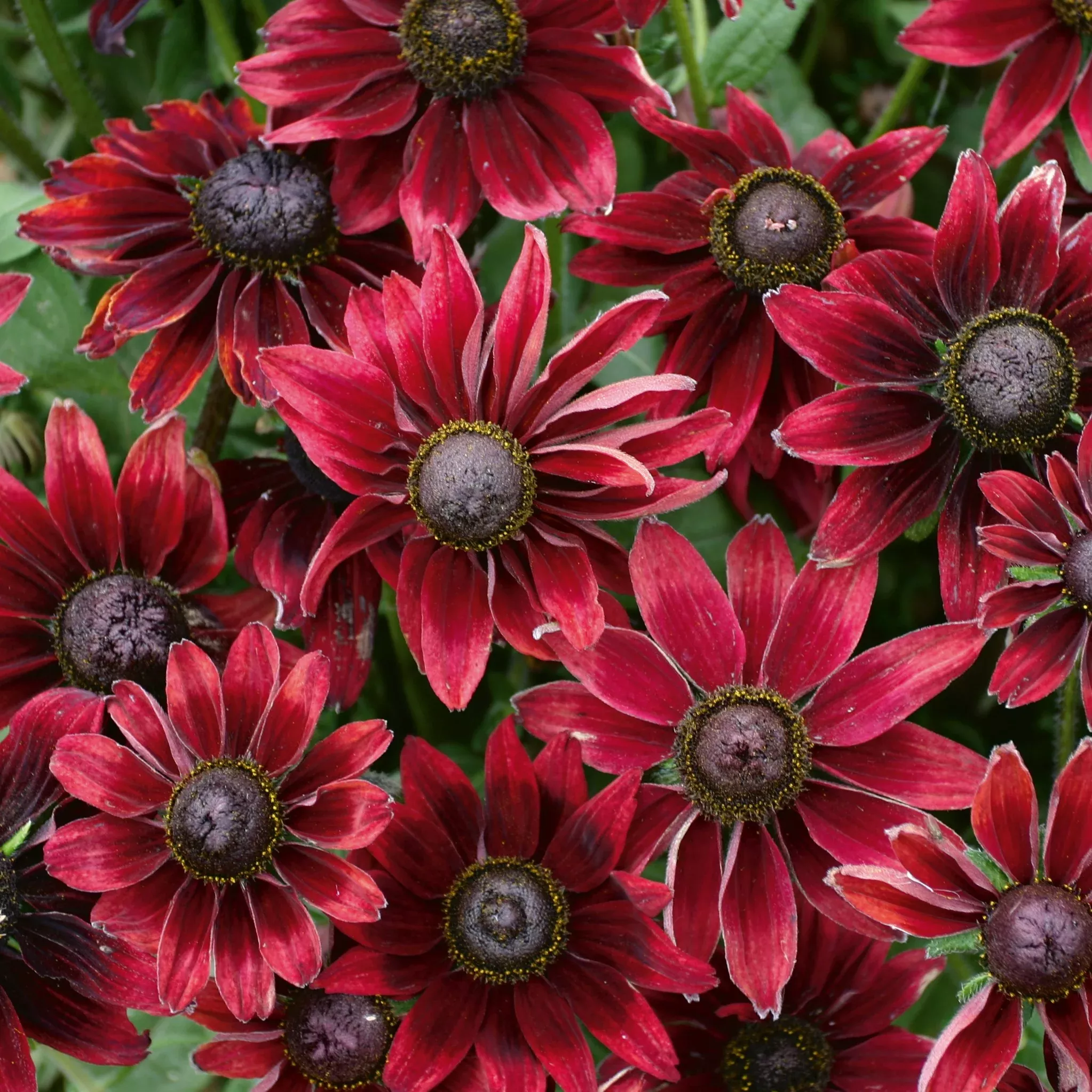 Rudbeckia - Cherry Brandy Potted Plant 2 Pack