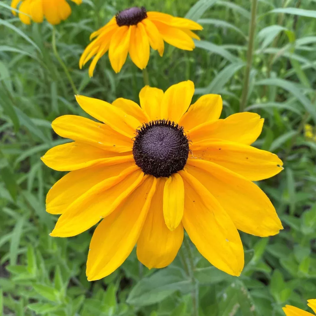 Rudbeckia 'Indian Summer'