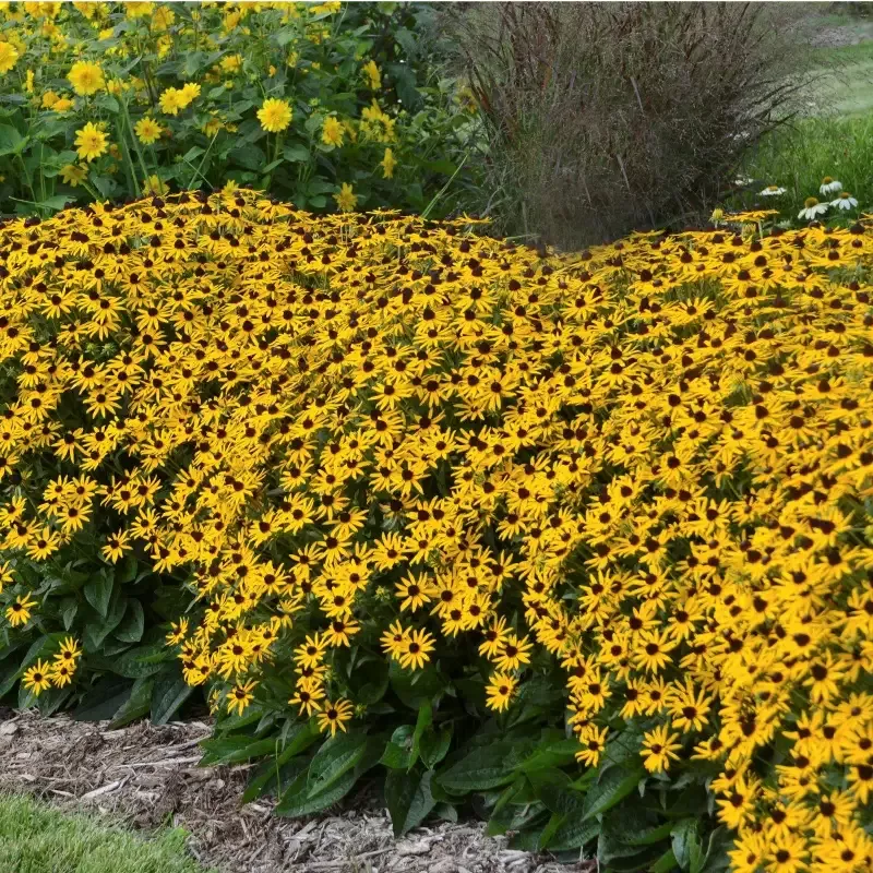 Rudbeckia 'Little Goldstar'