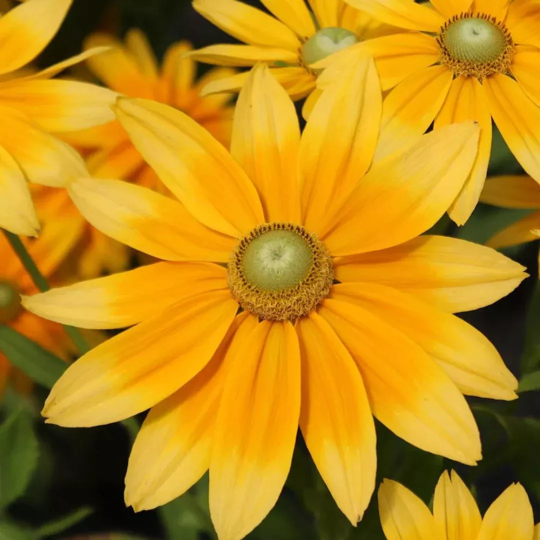 Rudbeckia 'Prairie Sun'