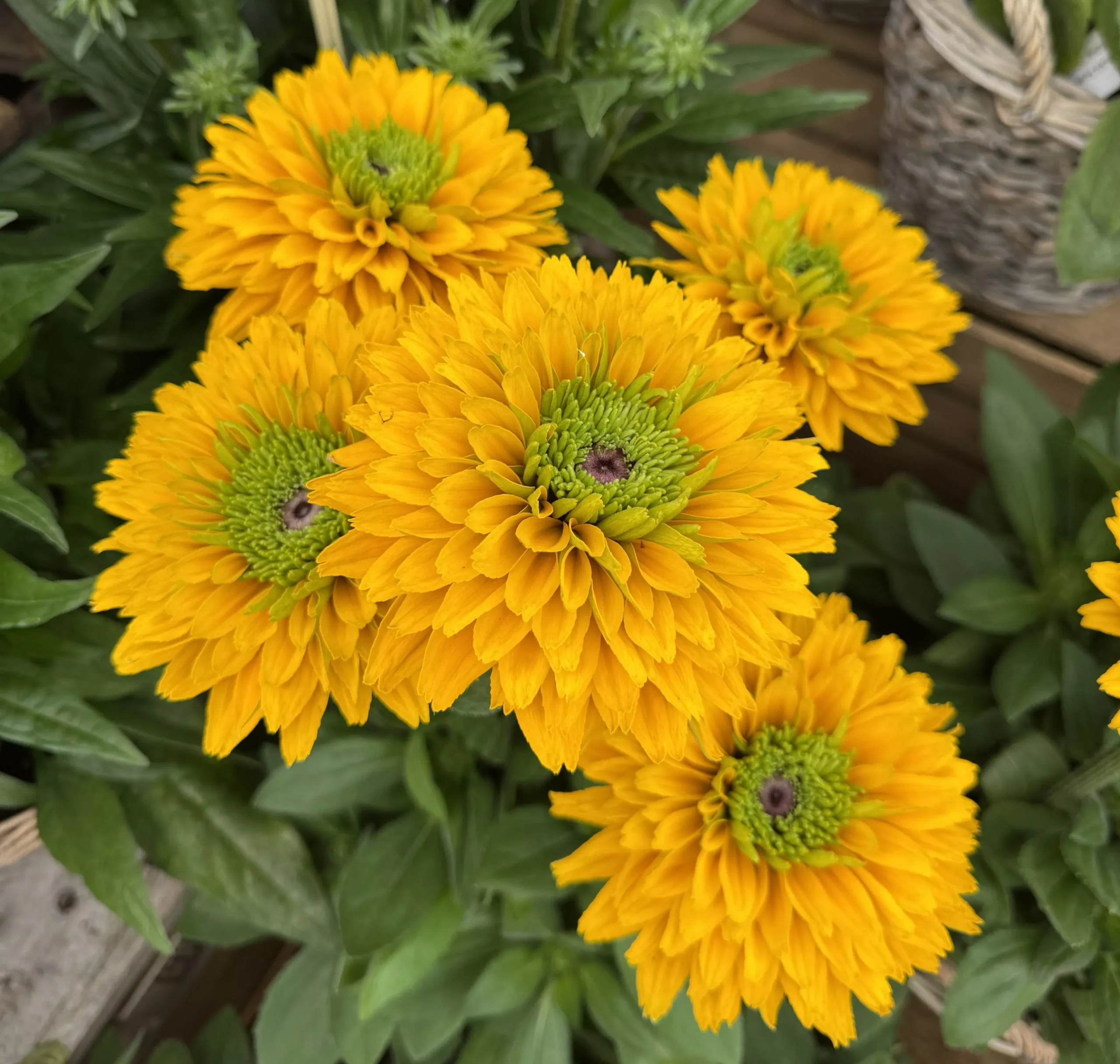 Rudbeckia - Sunbeckia Isabell 2 Pack