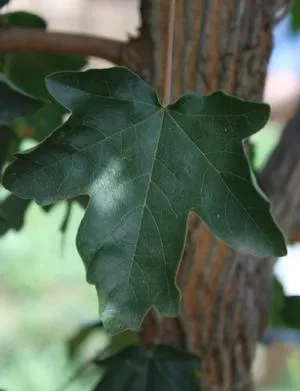 Rugged Ridge Maple
