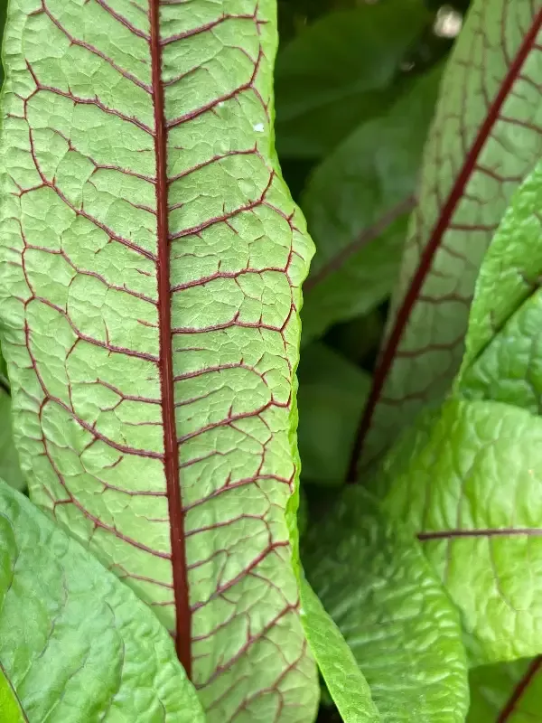 Rumex Sanguineus "Bloody Dock"