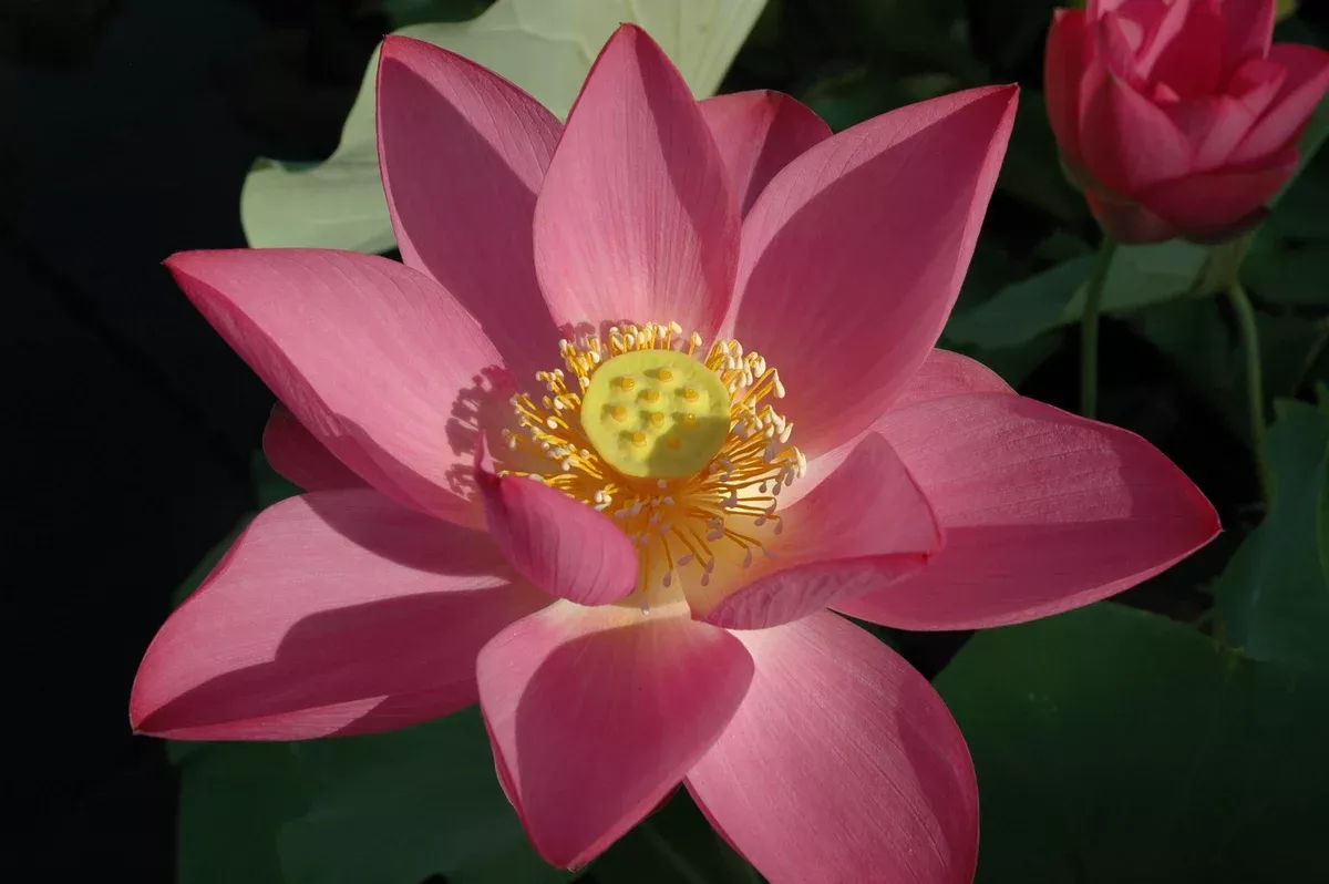 Russian Red - Lotus