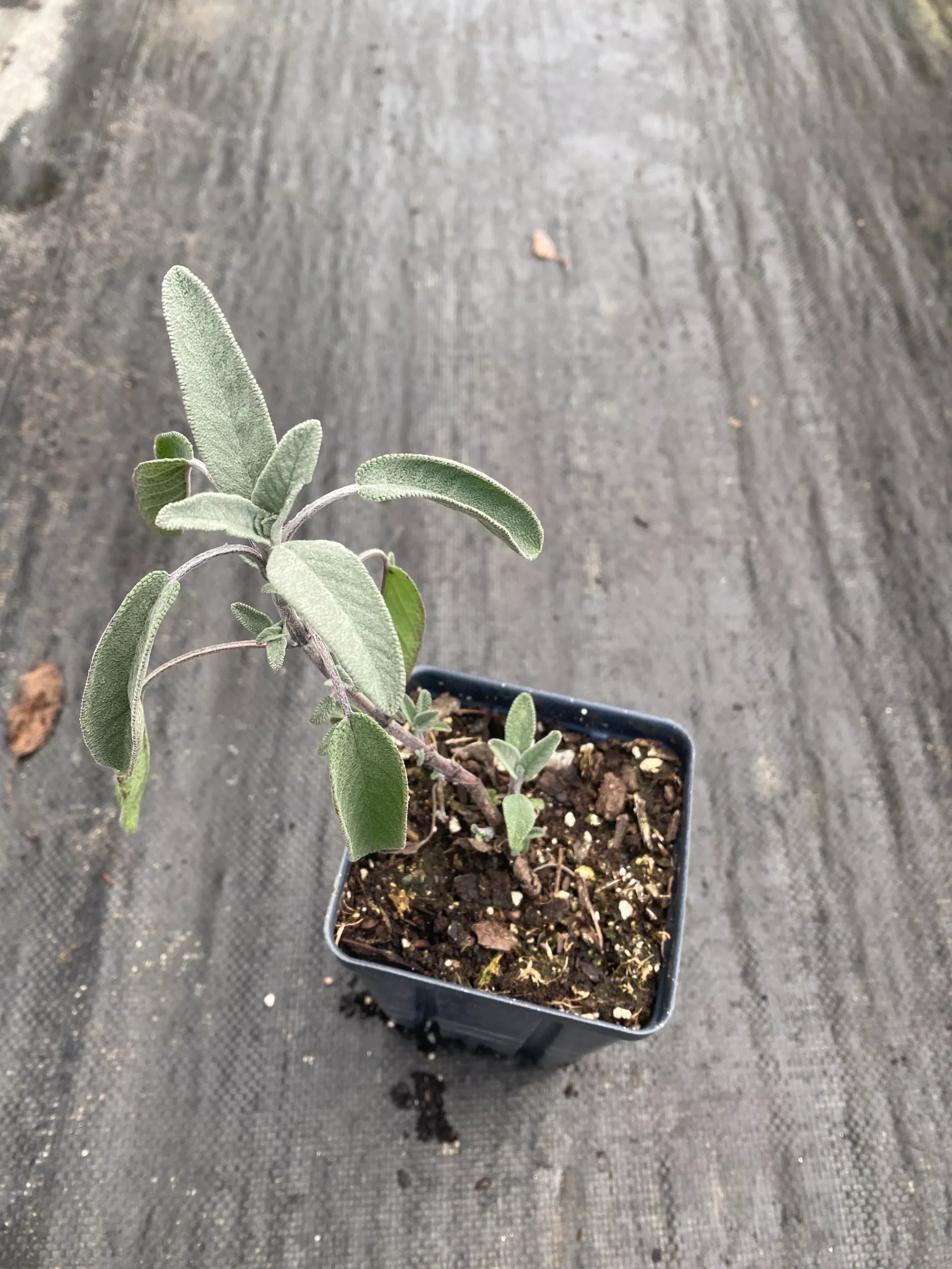 Sage, Garden