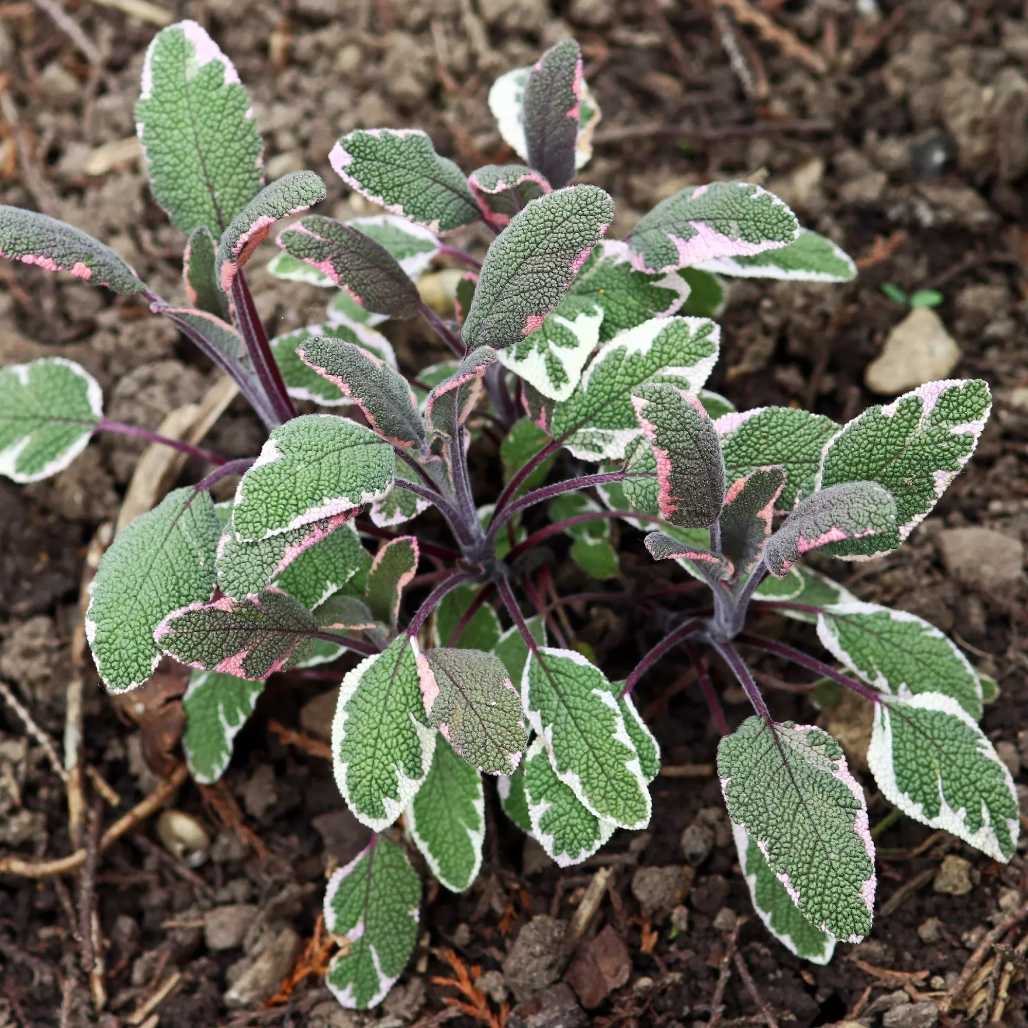 Sage - Tricolor 2 Pack