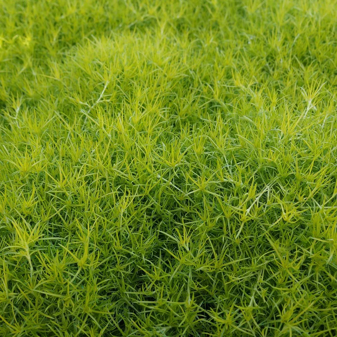 Sagina 'Aurea' | Scotch Moss