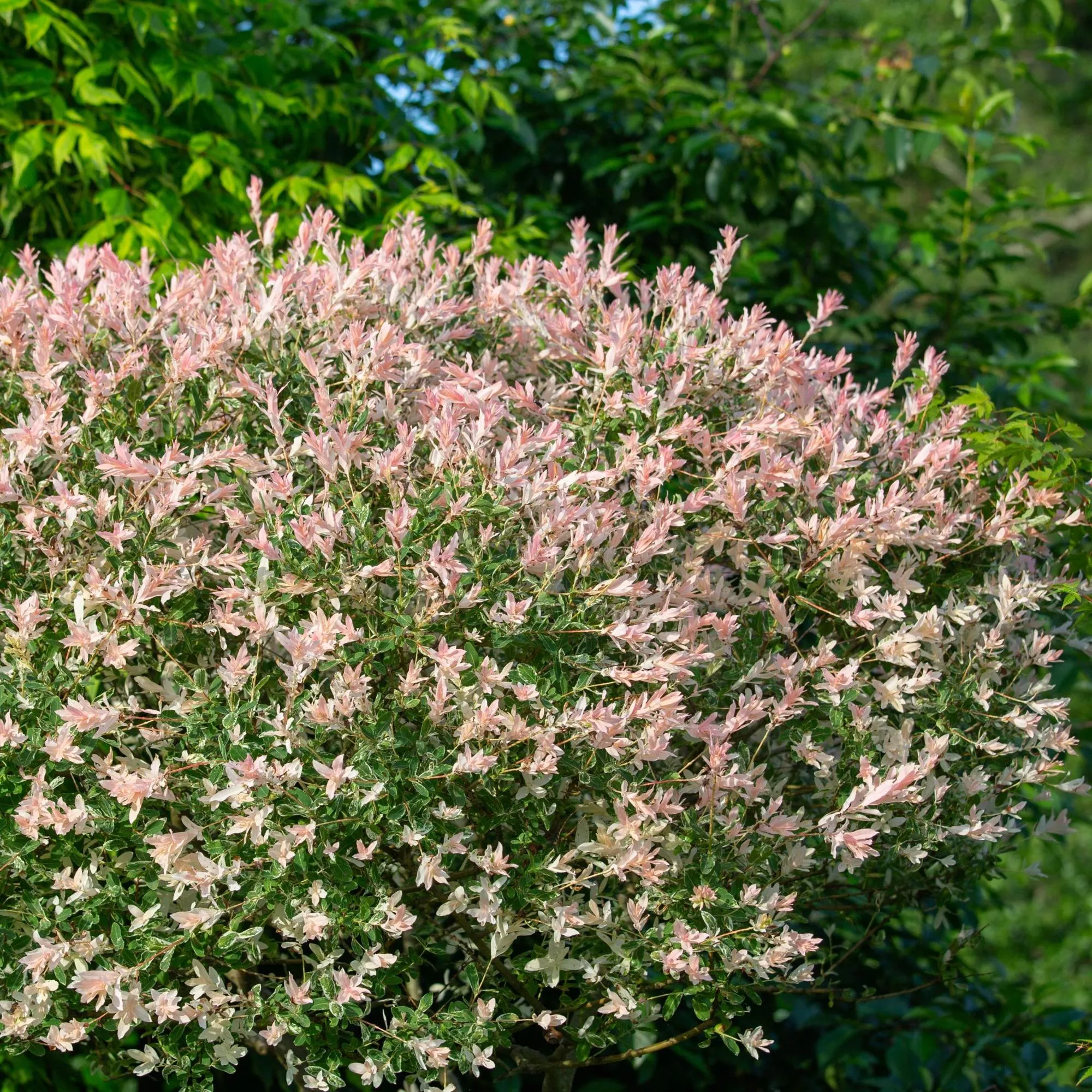 Salix Hakuro Nishiki Willow