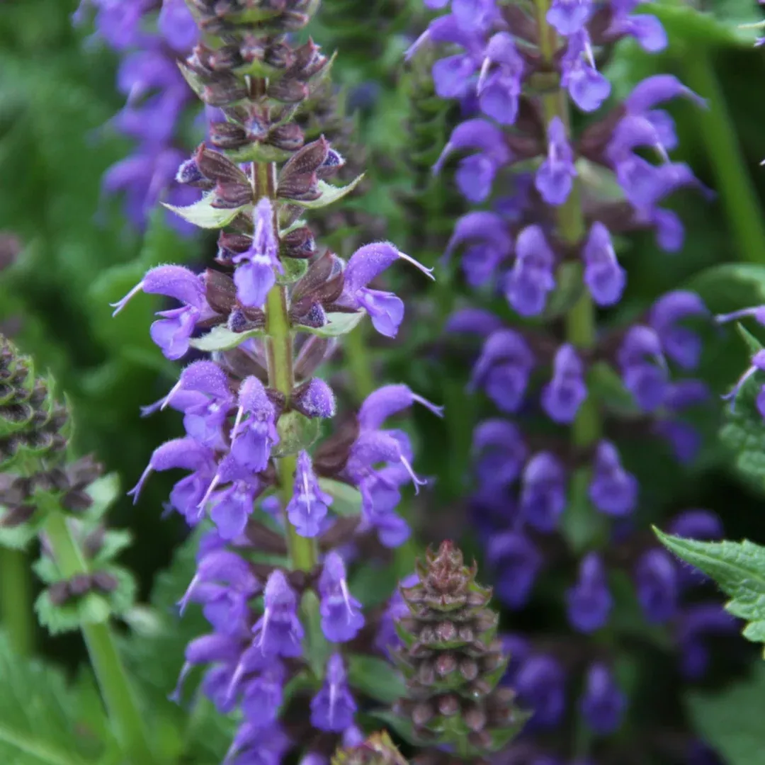 Salvia 'April Night'