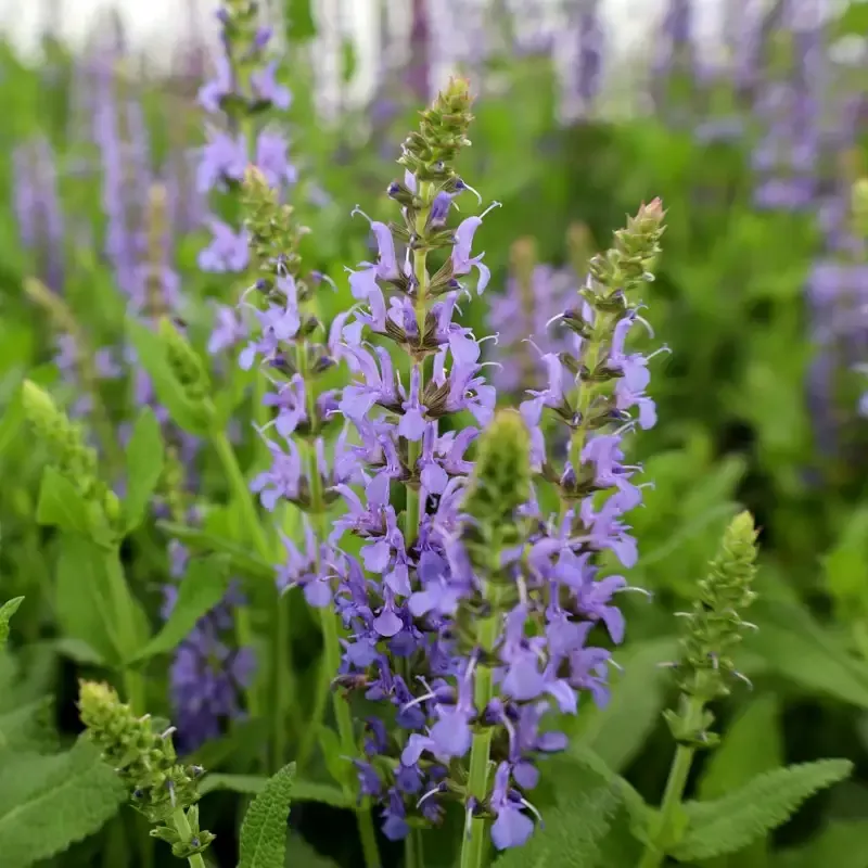Salvia 'Blue Hill'