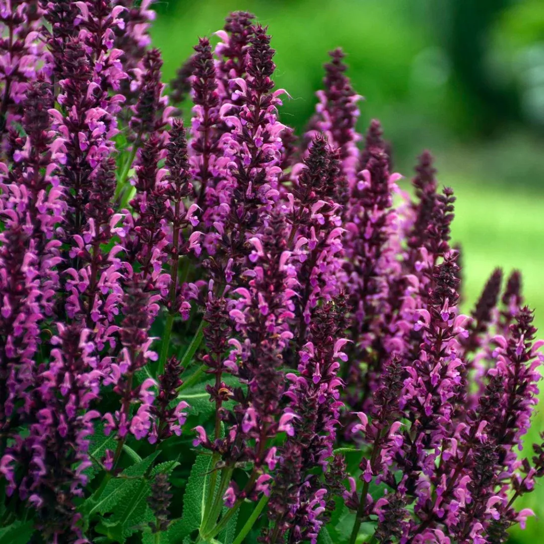 Salvia 'Bumbleberry'