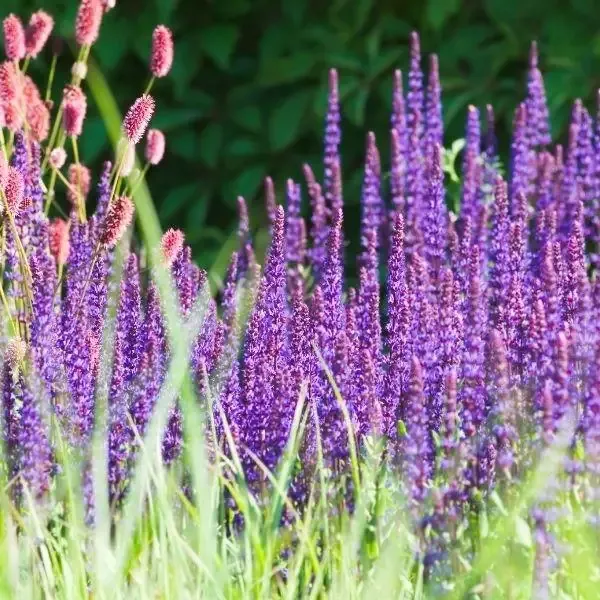 Salvia 'Caradonna'