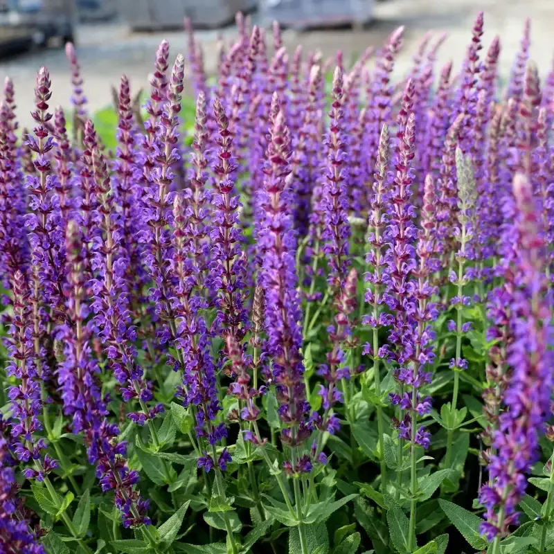 Salvia 'East Friesland'