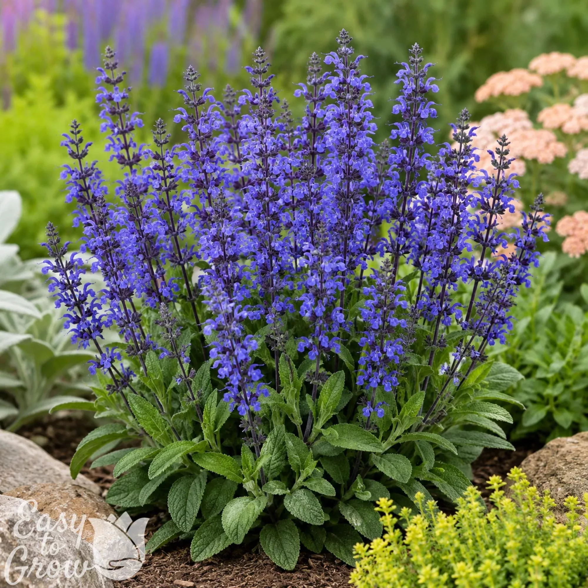 Salvia - Lyrical Blues Potted Plant 2 Pack