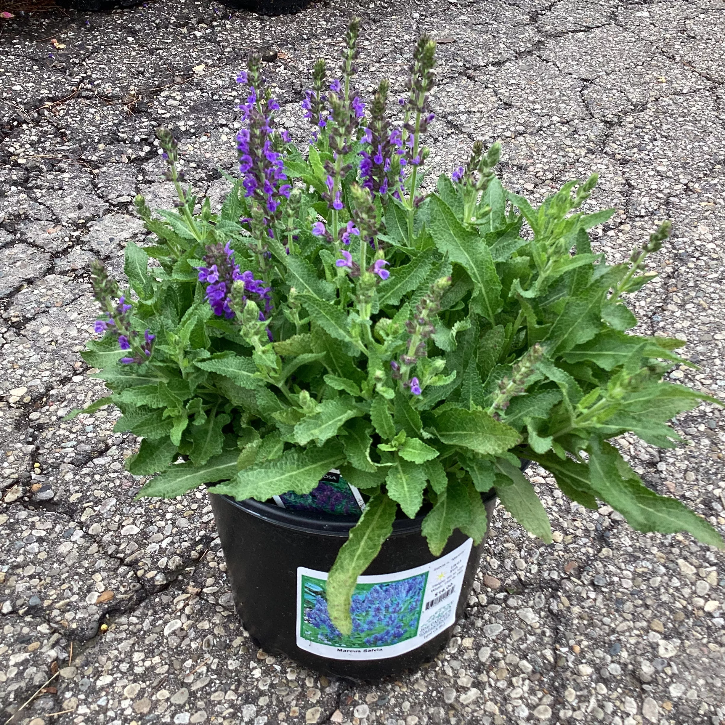 Salvia 'Marcus'