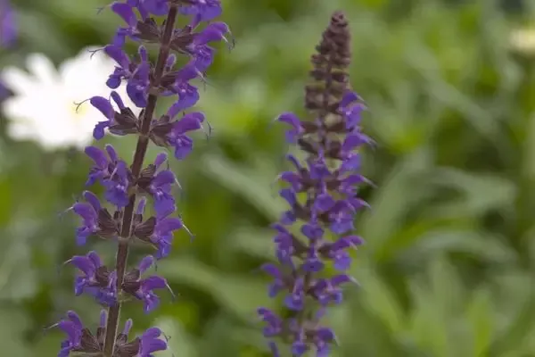 Salvia 'May Night'