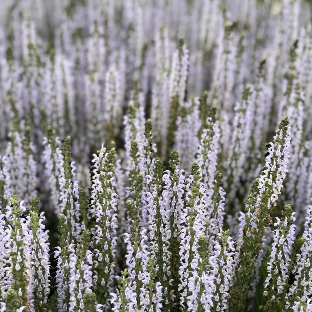 Salvia 'Perfect Profusion'