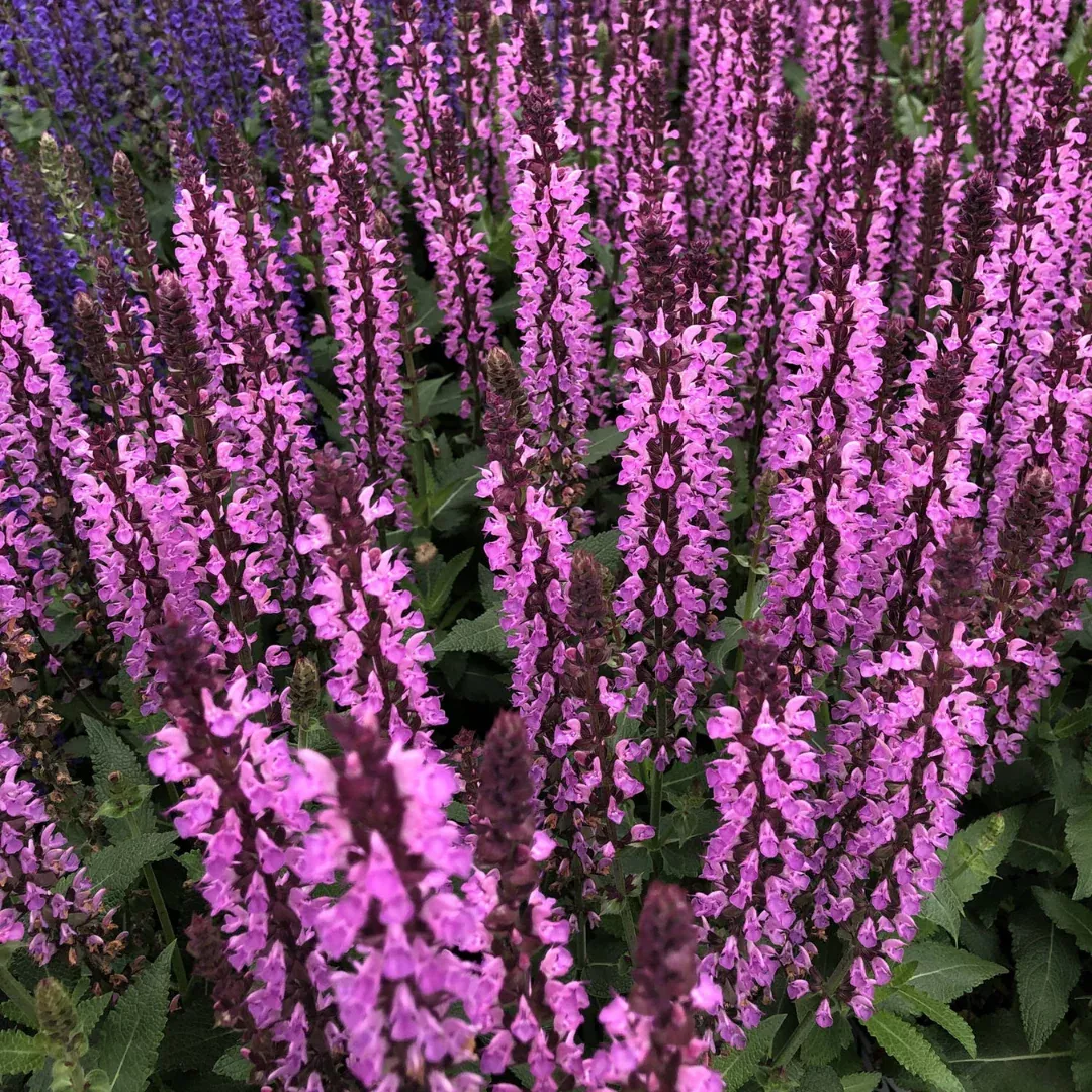 Salvia 'Pink Profusion'