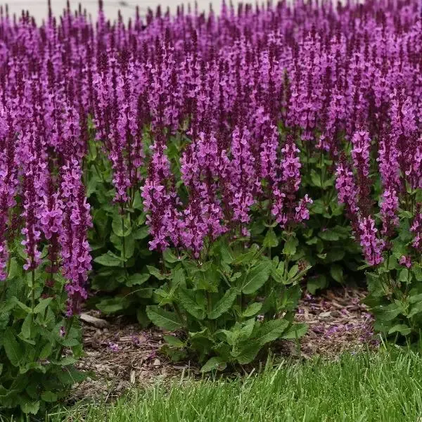 Salvia 'Rose Marvel'