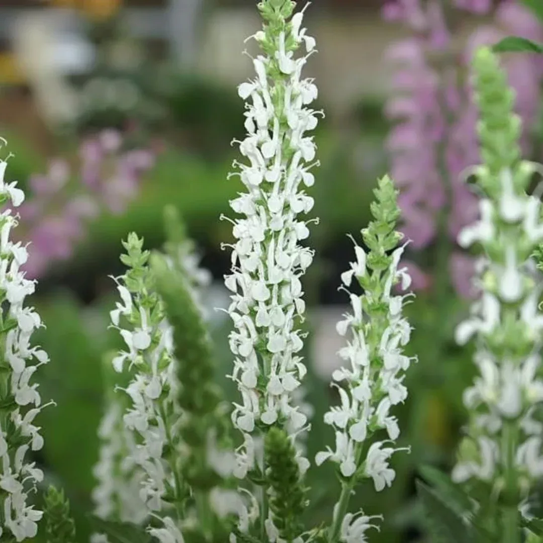 Salvia 'Snowhill'