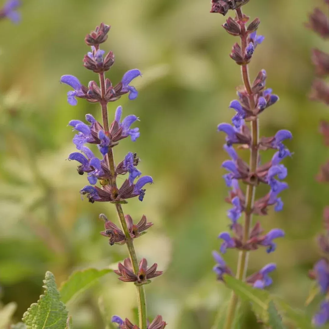 Salvia 'Spring King'