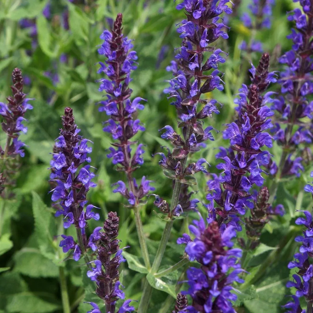 Salvia 'Violet Riot'