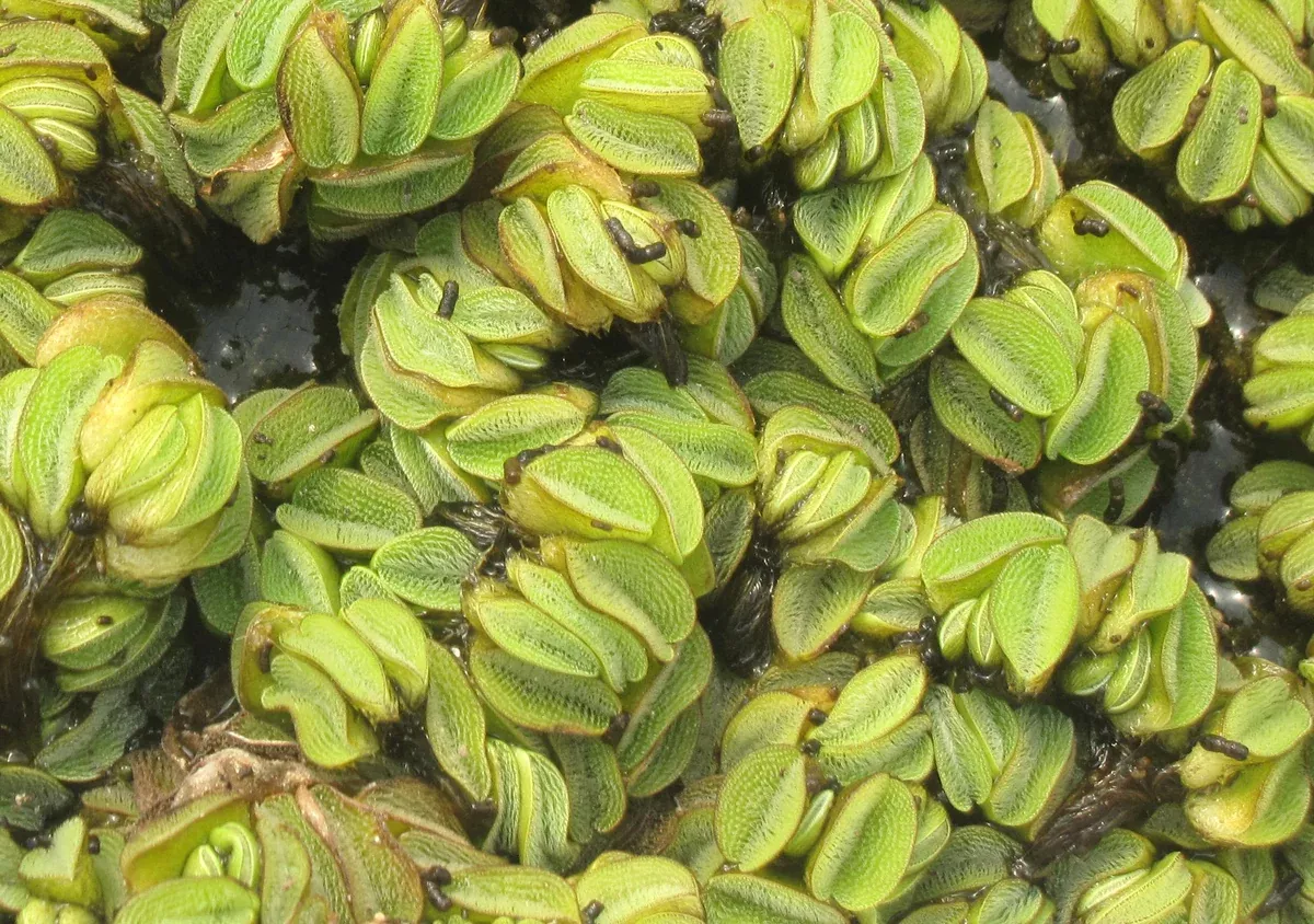 Salvini Giant Water Velvet