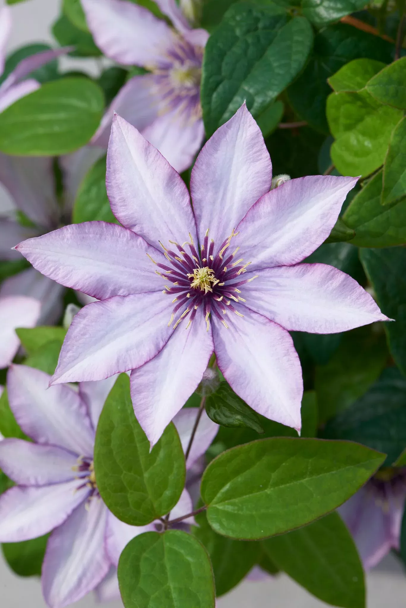 Samaritan Jo™ Clematis