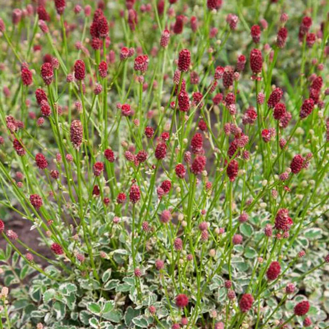 Sanguisorba 'Little Angel'