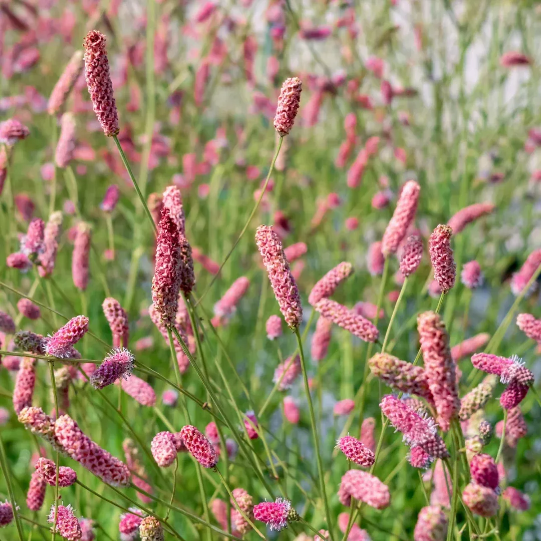 Sanguisorba 'Pink Tanna'