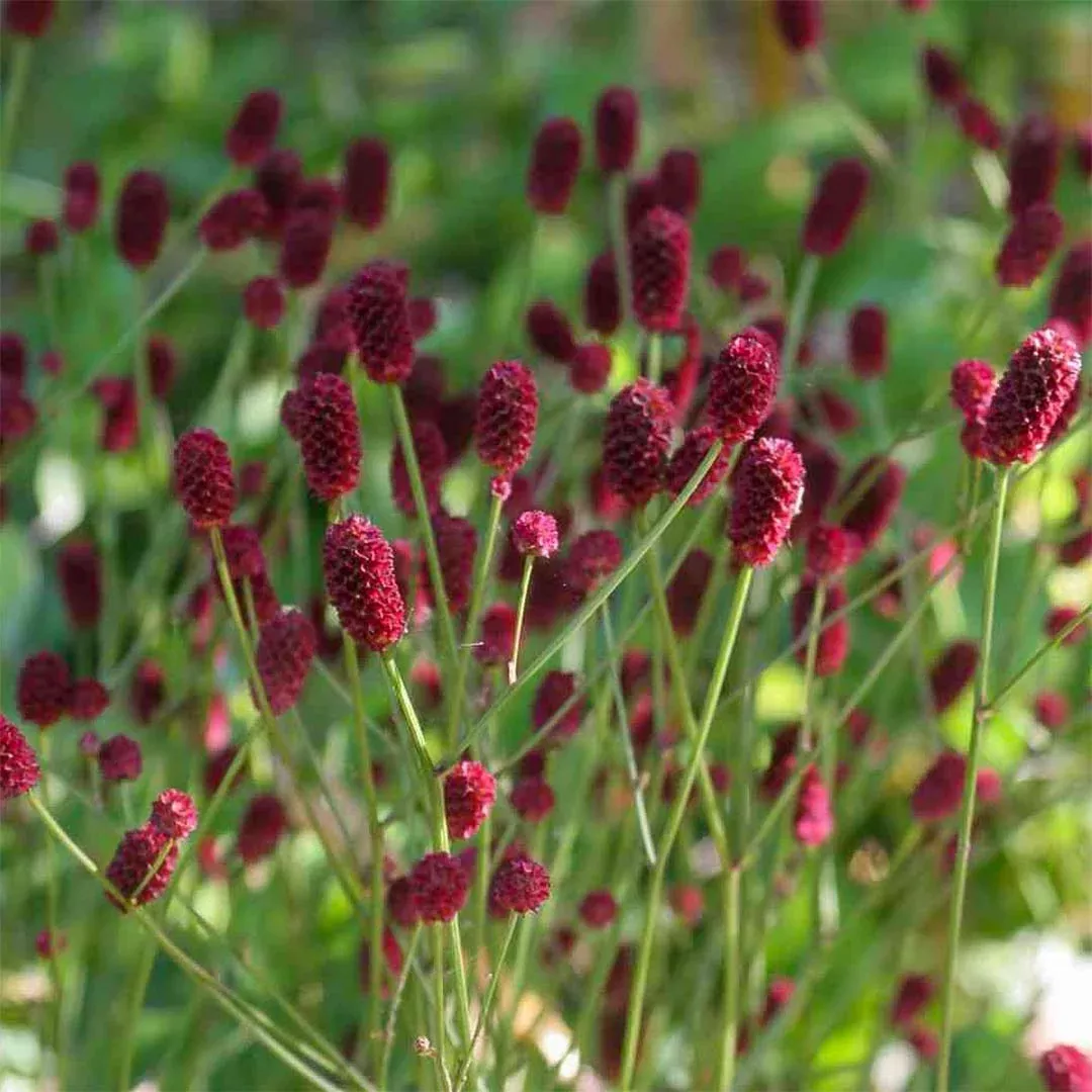 Sanguisorba 'Tanna'