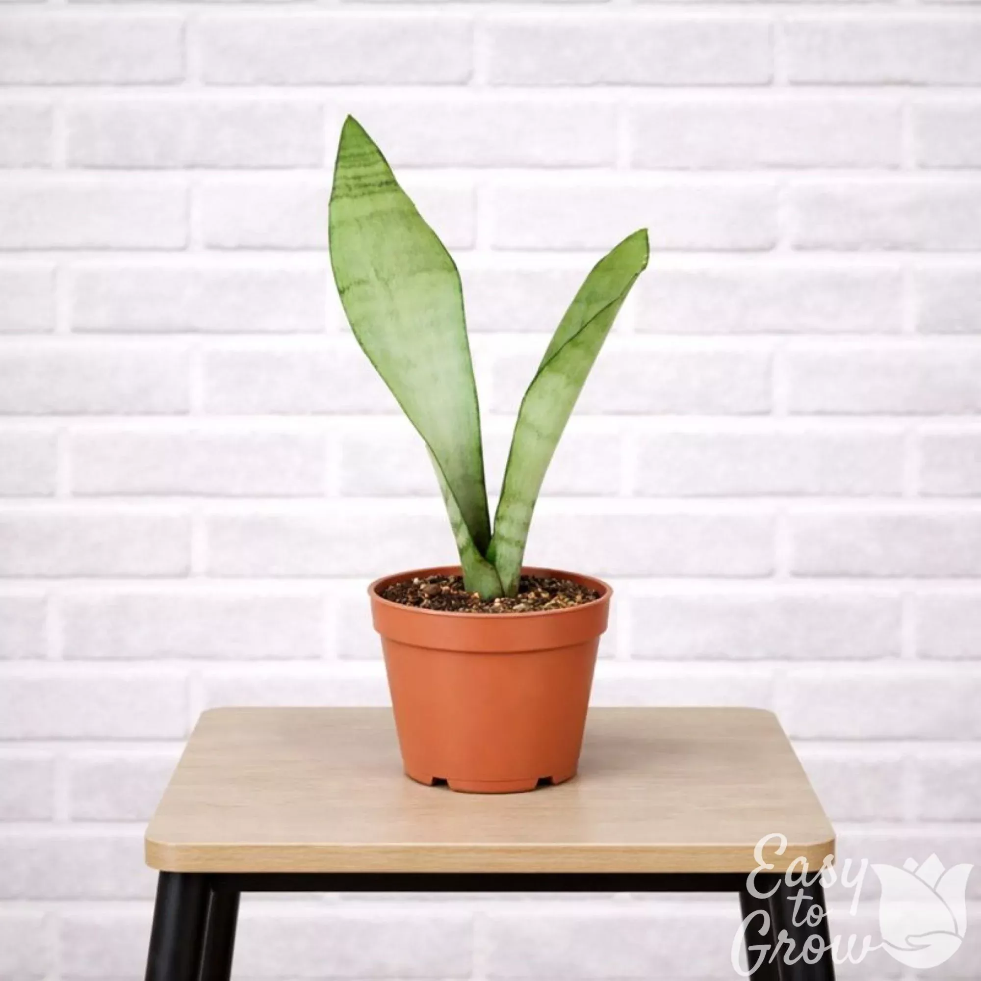Sansevieria Moonshine Houseplant