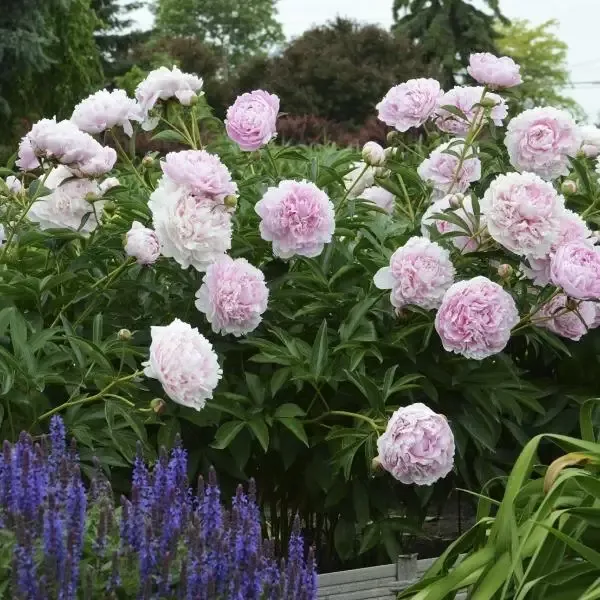'Sarah Bernhardt' Peony