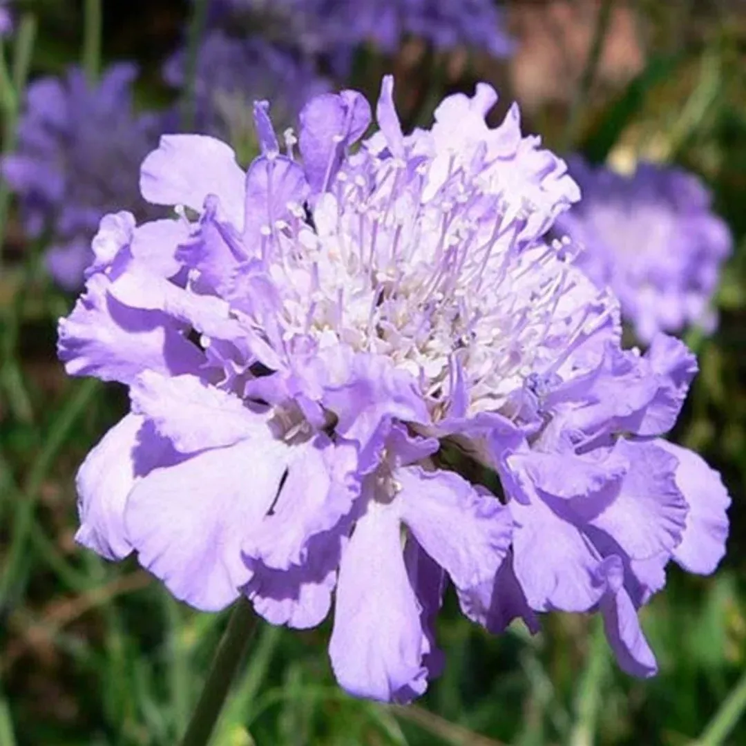 Scabiosa 'Butterfly Blue'