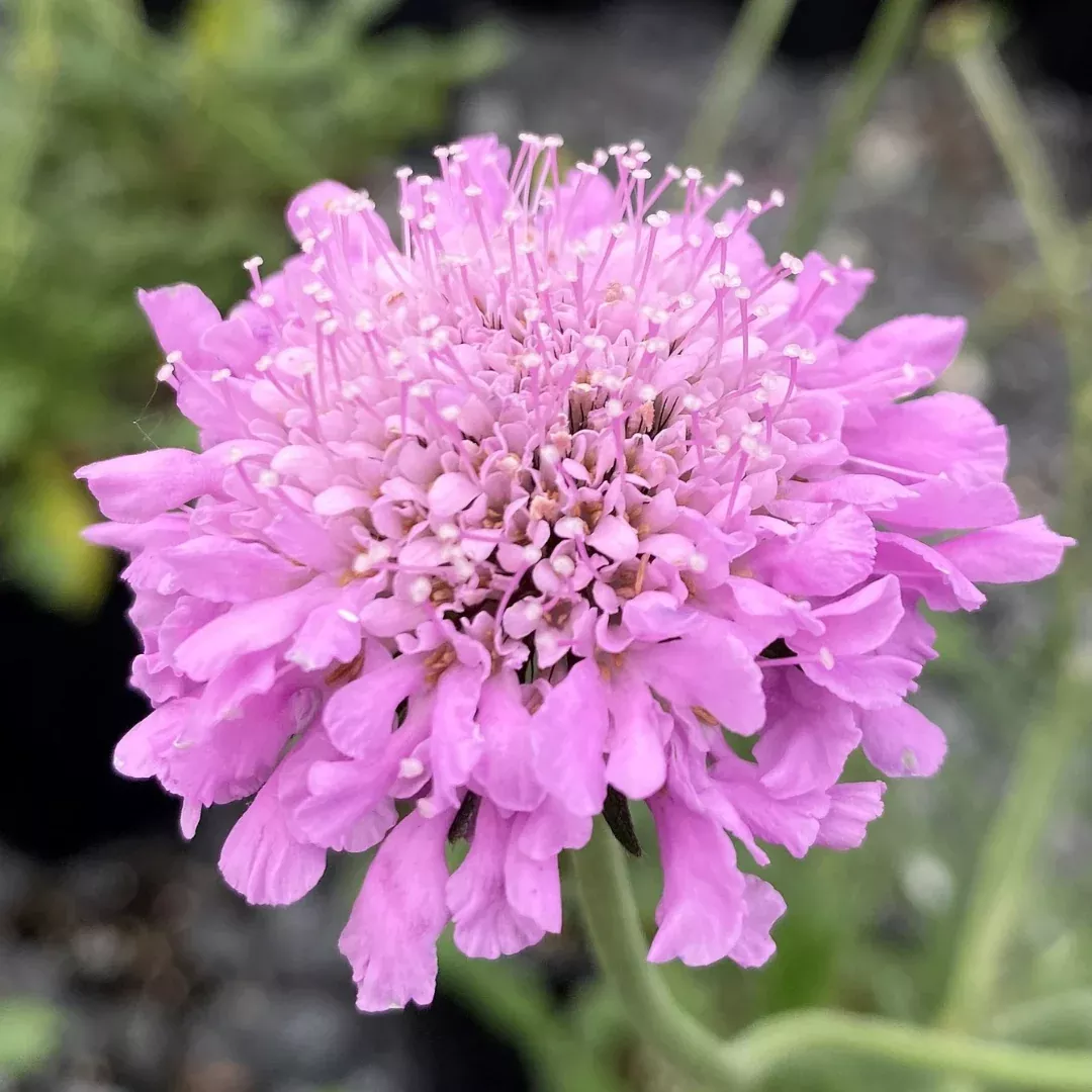 Scabiosa 'Pink Mist'