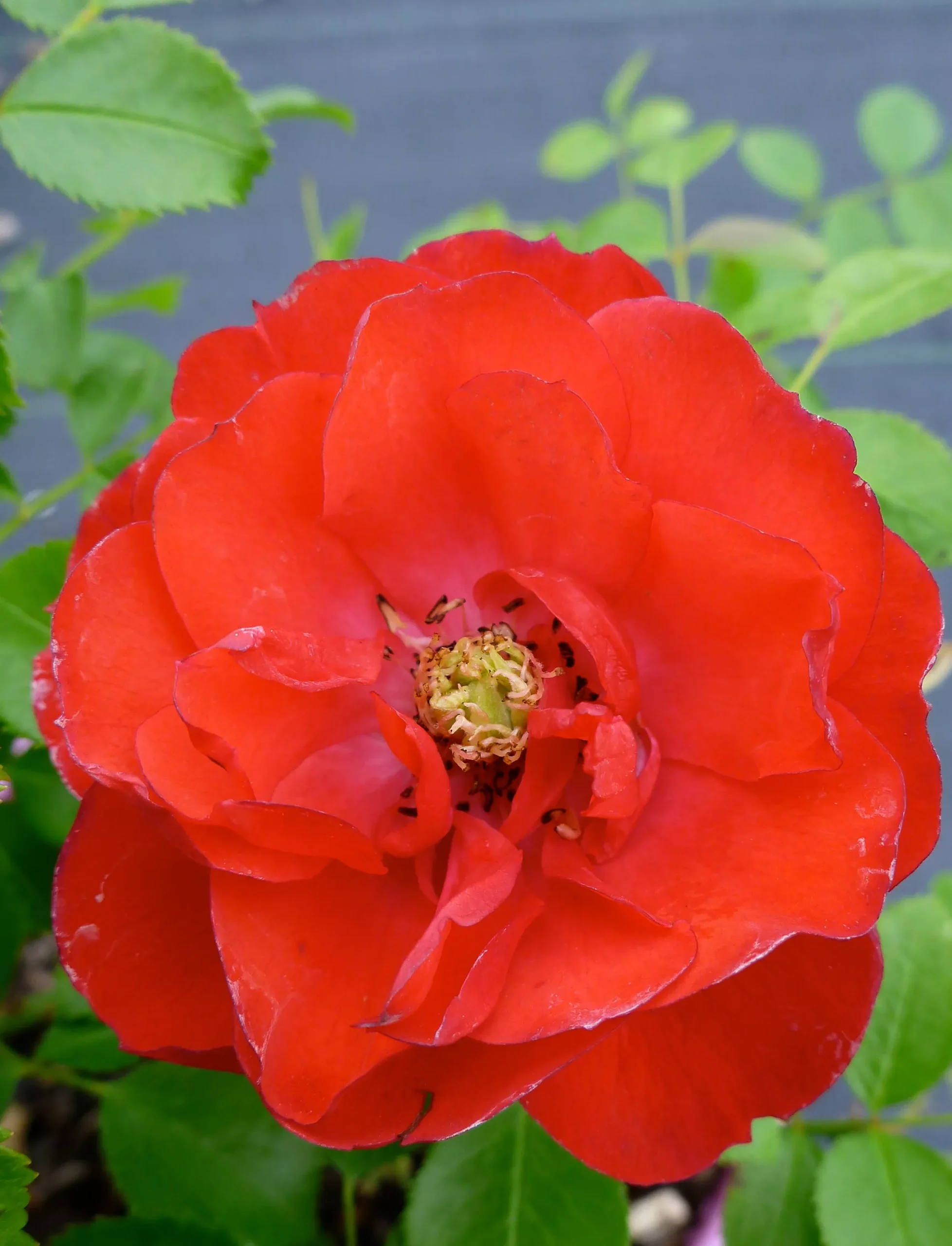 Scarlet Carpet Rose