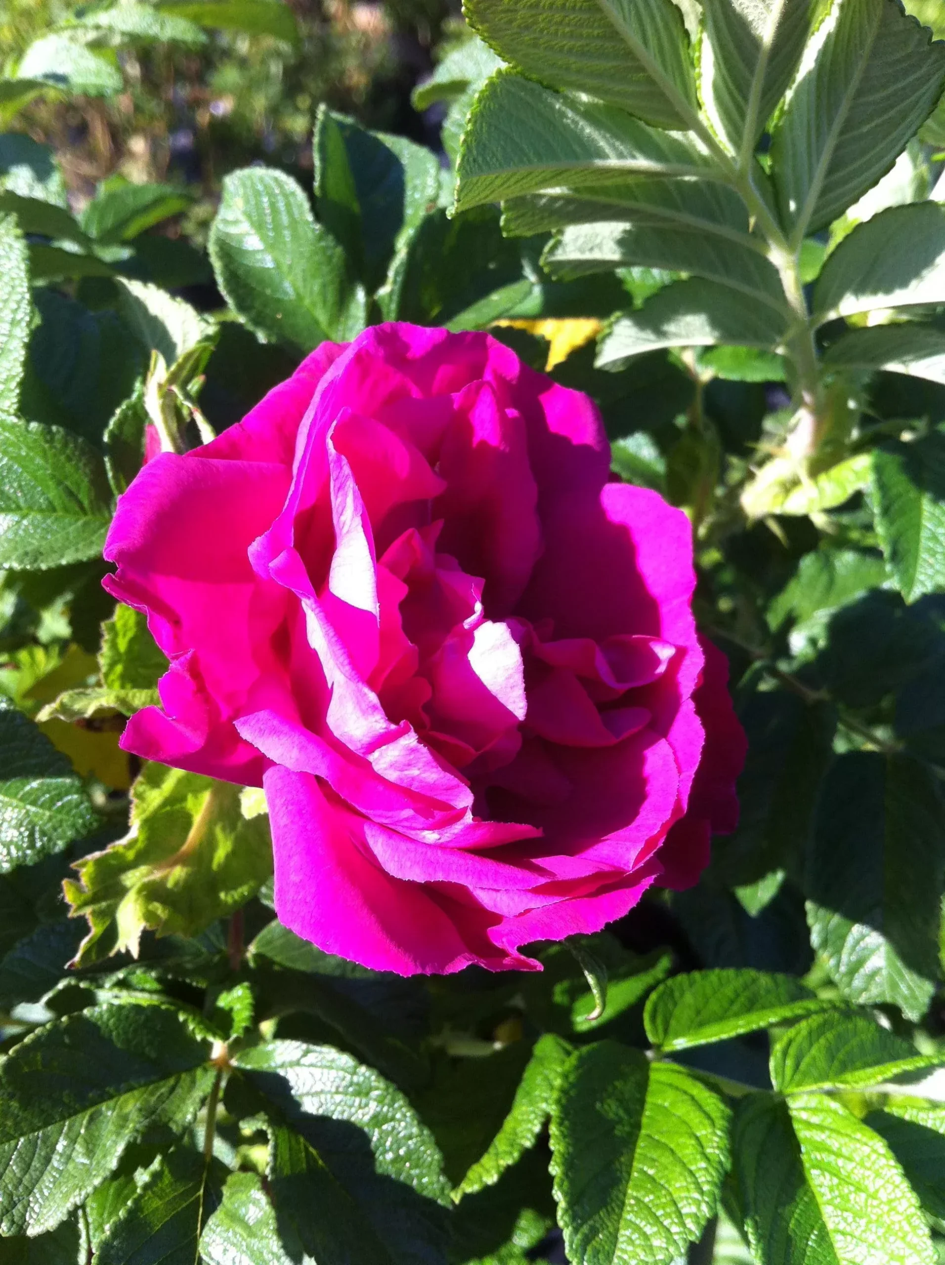 Scarlet Pavement Rose