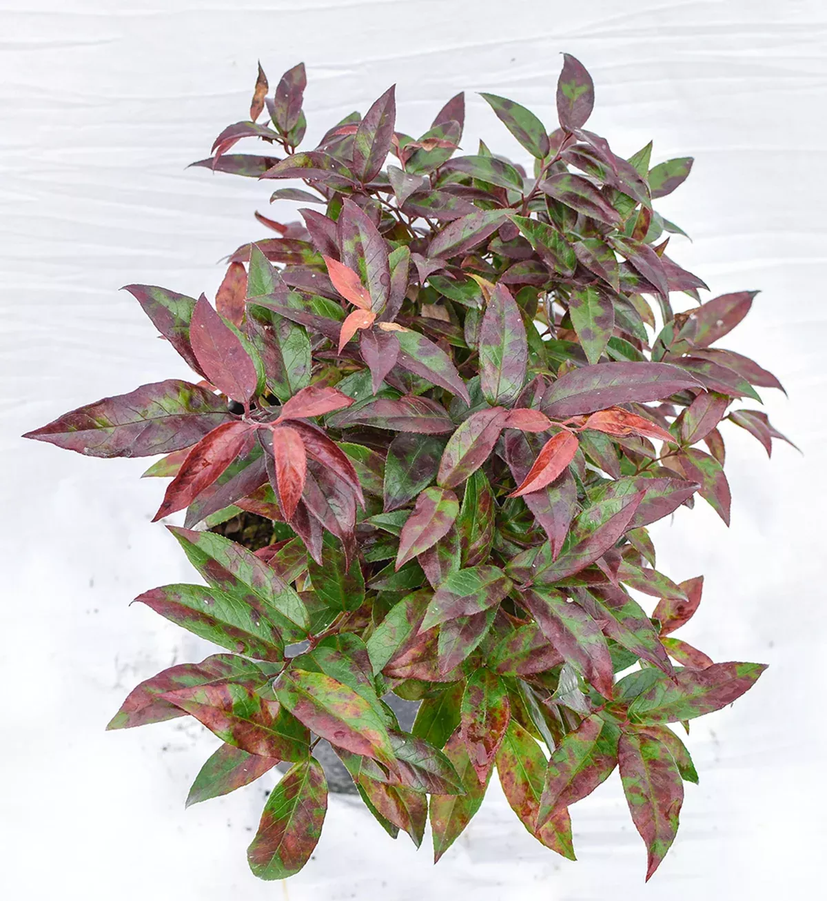 Scarletta Fetterbush