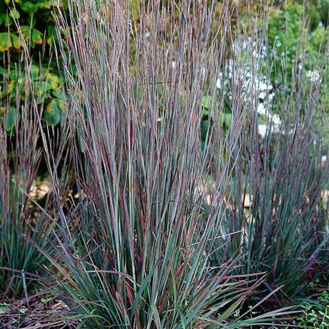 Schizachyrium 'Standing Ovation'