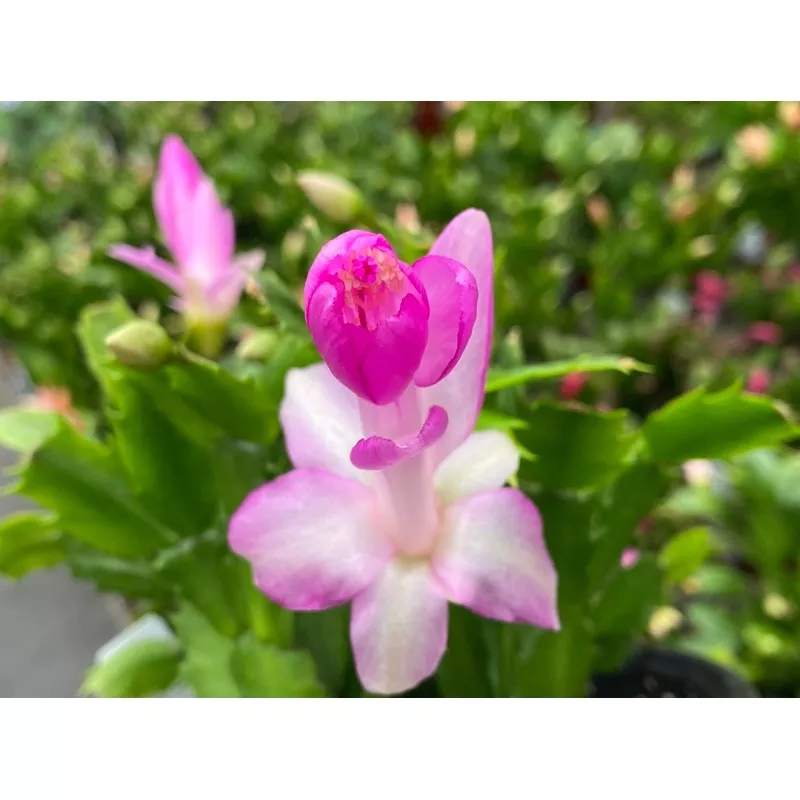 Schlumbergera Holiday Cactus Lavender, 2″ Plant